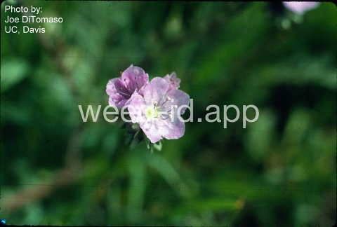 phacelia, great valley